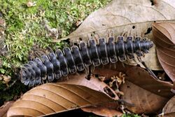 Flat-backed (tractor) millipede (Polydesmus angustus) dorsal.jpg