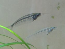 Glass Catfish (Kryptopterus bicirrhis) (5520681894).jpg