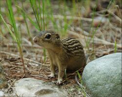 Groundsquirrel4-300.jpg