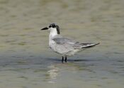 Gull-billed Tern in Koonthalulam, India, by Dr. Tejinder Singh Rawal.jpg