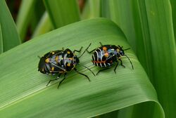 Harlequin Bug adult and nymph.jpg