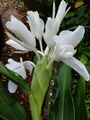 Hedychium coronarium white ginger lily vijayanrajapuram.jpg