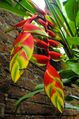 Heliconia rostrata with ants 02.jpg