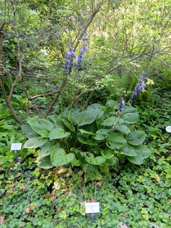 Hosta kiyosumiensis - Botanischer Garten, Frankfurt am Main - DSC03352.JPG