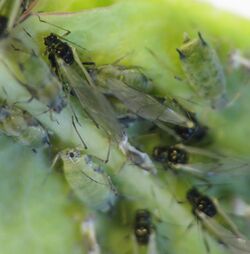 Aphid (Aphididae)