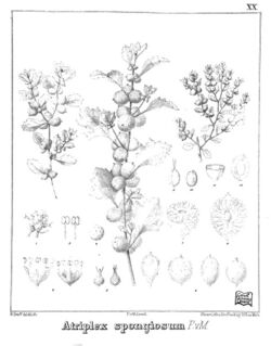 Iconography of Australian salsolaceous plants (1889) (20746106535).jpg