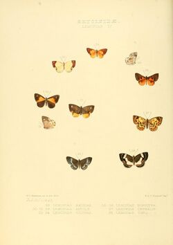 Illustrations of new species of exotic butterflies Lemonias IV.jpg