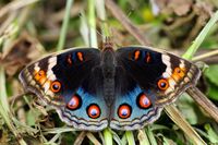 Junonia orithya female blue-type back 20140322.jpg