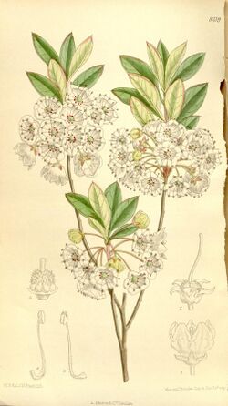 Kalmia cuneata 136-8319.jpg