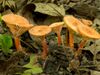 Lactarius subserifluus 436624.jpg