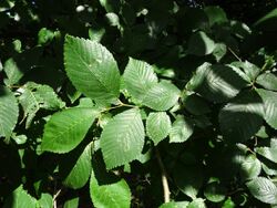 Leaves of Ulmus x hollandica 'Belgica'.jpg