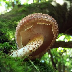 Lentinula Aciculospora .jpg