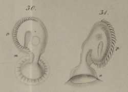 Licnophora auerbachii drawing by Cohn, 1866.png