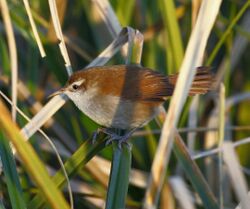 Limnornis curvirostris - Curve-billed reedhaunter.jpg