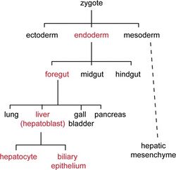 Liver cell lineage..jpg