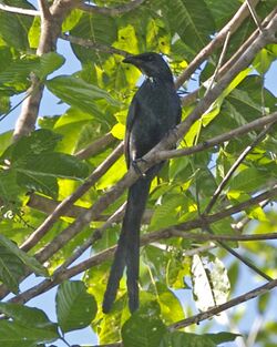 Long-tailed Starling (Aplonis magna).jpg