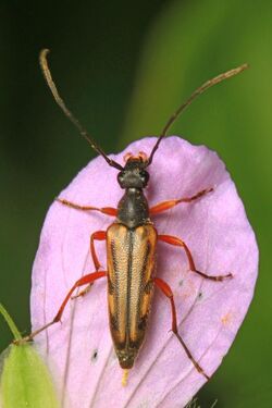 Longhorn Beetle - Analeptura lineola, Muddy Creek, Garrett County, Maryland.jpg