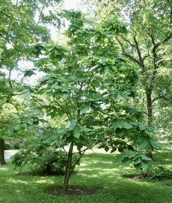 Magnolia macrophylla tree AA.jpg