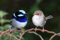 Male and female superb fairy wren.jpg