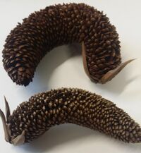 Two dry male cones lie side by side on a table