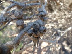 Melaleuca cardiophylla (fruit).JPG