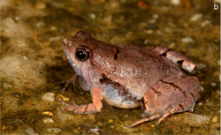 Microhyla laterite adult male.png