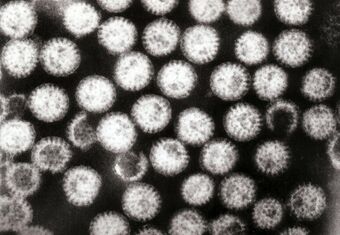 Multiple rotavirus particles.jpg
