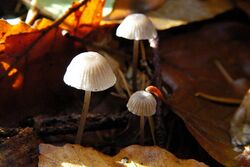 Mycena olida - Lindsey.jpg