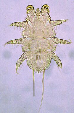 Myobia-musculi-rodent-mite.jpg