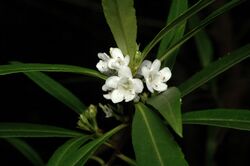 Myoporum betcheanum.jpg