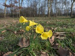 Narcissus bulbocodium citrinus 01.JPG