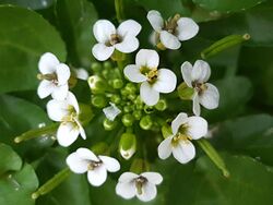Closeup photograph of watercress inflorescence with several white flowers and many flower buds