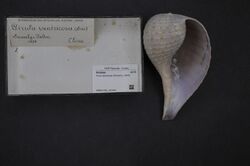 Naturalis Biodiversity Center - RMNH.MOL.191434 - Ficus ventricosa (Sowerby, 1825) - Ficidae - Mollusc shell.jpeg