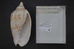 Naturalis Biodiversity Center - RMNH.MOL.210604 - Odontocymbiola magellanica (Gmelin, 1791) - Volutidae - Mollusc shell.jpeg