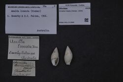 Naturalis Biodiversity Center - RMNH.MOL.212989 - Amalda lineata (Kiener, 1844) - Olividae - Mollusc shell.jpeg