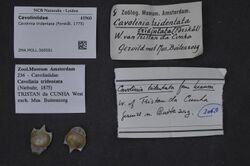Naturalis Biodiversity Center - ZMA.MOLL.369581 - Cavolinia tridentata (Forsskål, 1775) - Cavoliniidae - Mollusc shell.jpeg