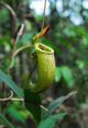 Nepenthes bellii upper pitcher.jpg