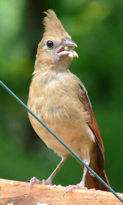 Northern Cardinal Fledgling-27527.jpg