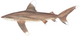 Oceanic whitetip shark (Duane Raver).png
