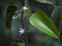 Olax psittacorum (Willd.) Vahl (8295532847).jpg