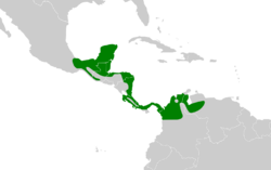 Onychorhynchus mexicanus map.svg