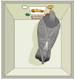 A pigeon is pecking at one of four lights which corresponds with the coloured stimuli presented. It correctly pecks the yellow light (was shown a yellow image) and is therefore, rewarded with food pellets.