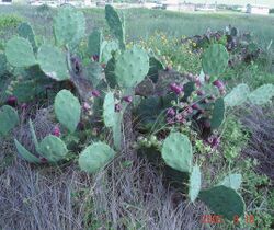 Opuntia-bentonii-galv-5.jpg