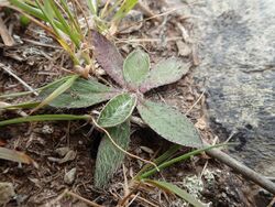 P3038214 Pilosella officinarum - Mouse-ear Hawkweed.jpg