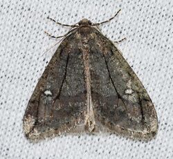 Paleacrita merriccata - White-spotted Cankerworm Moth (13195000523).jpg