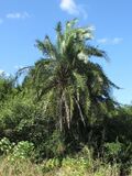 Phoenix reclinata - wild date palm.jpg