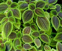 Pilea involucrata, Jardín Botánico, Múnich, Alemania 2012-04-21, DD 02.jpg