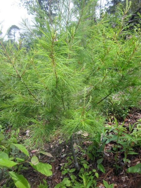 File:Pinus chiapensis (young plant), San Juan Lachao, Oaxaca, Mexico 1.jpg