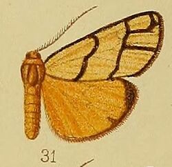 Pl.36-fig.31-Anaphosia pectinata Hampson, 1910.JPG
