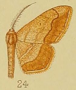 Pl.39-fig.24-Scopula curvimargo (Warren, 1900) (syn.I.nubicincta).JPG